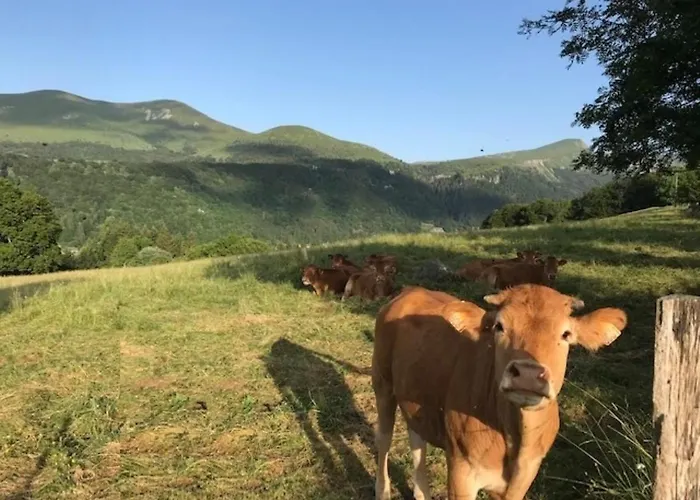 Apartment Duplex T3 En Centre-ville Avec Wi-fi Et Animaux Admis - Fr-1-608-26